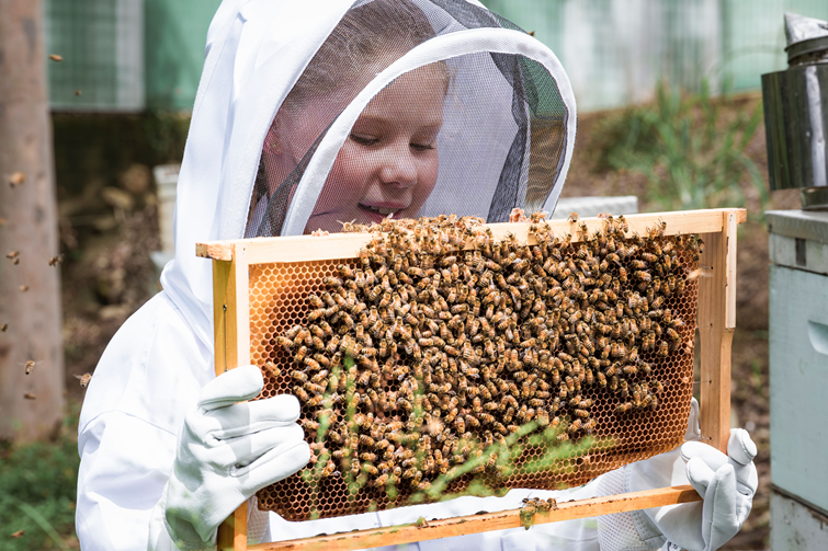 teralba bee hives. 