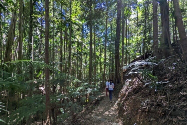 Free Things To Do In North Brisbane With Kids