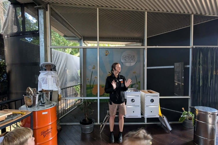 The Ginger Factory live bee show.