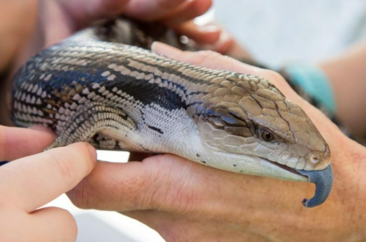 blue tongue lizard