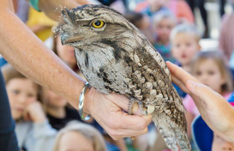 image of a tawny frog mouth