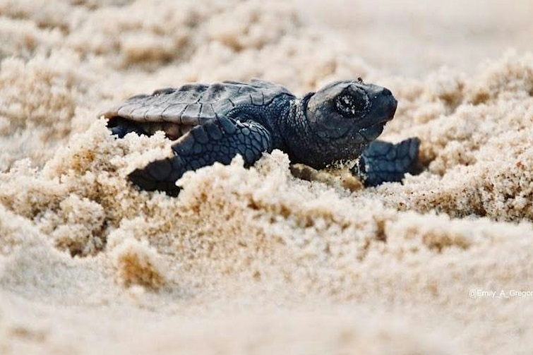 TurtleCare Hatchling Club - Sunshine Coast