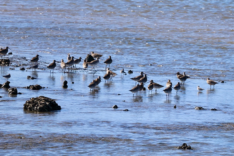 Welcome Back Shorebirds. Toondah Alliance