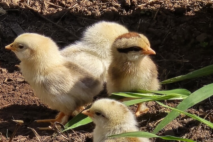 White Ridge Farm - Brisbane Farm Experience - Brisbane Kids