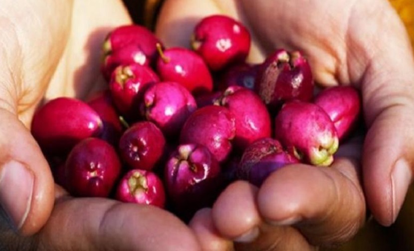 Boondall Enviro Centre 12 Days of Christmas - Christmas Wild Edibles Walk