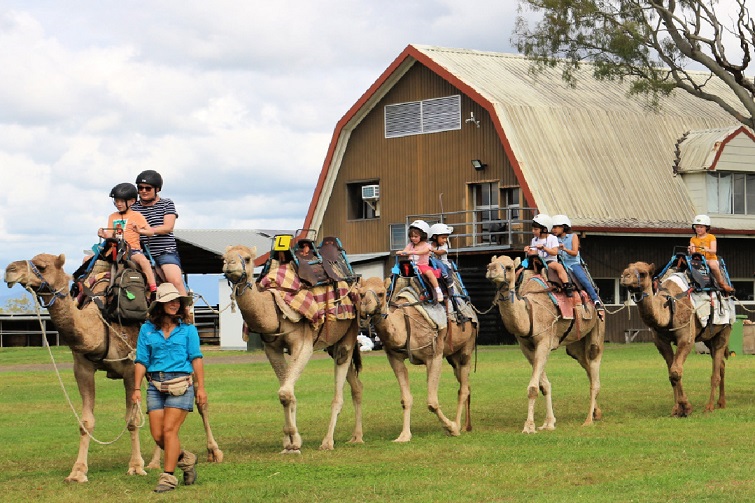 Summer Land Camels Autumn Markets