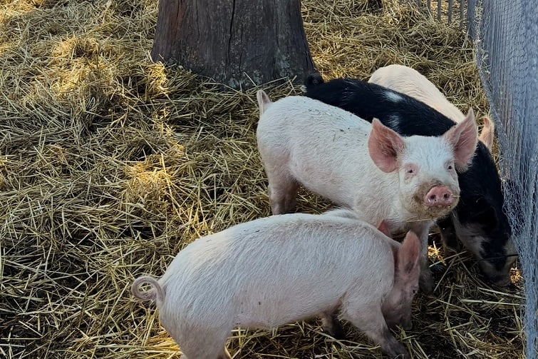 Harrisville Sunday Farm Day