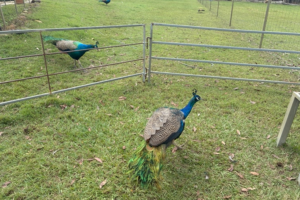 Peacocks at EWE Nique Hobby Farm