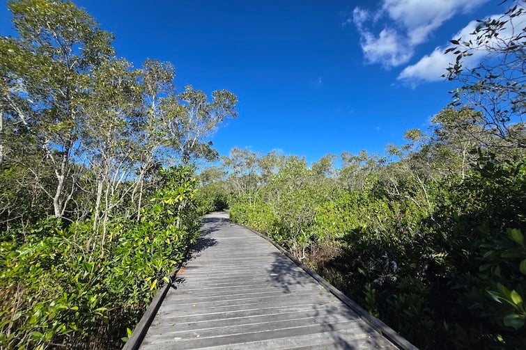Boardwalk at Maroochy Wetlands Sanctuary.