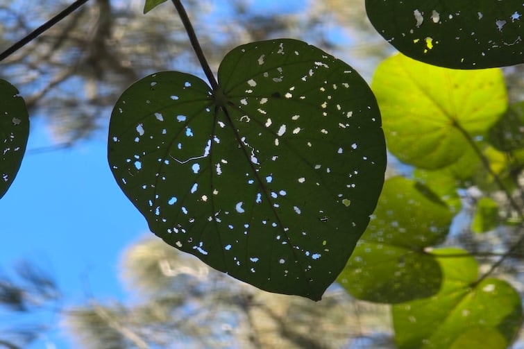 Love heart leaf and blue skies at Maroochy Wetlands Sanctuary.