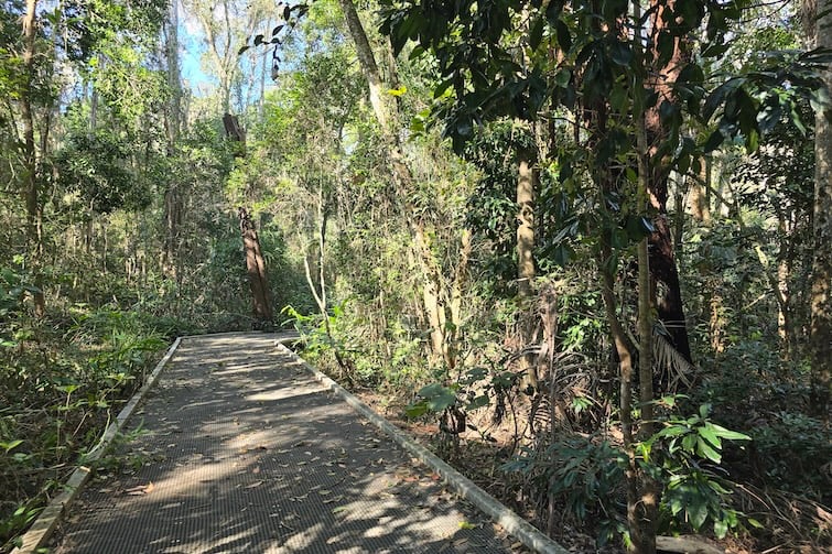 Boardwalk at Maroochy Wetlands Sanctuary.