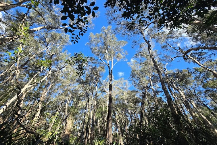 Tall trees and blue skies at Maroochy Wetlands Sanctuary.