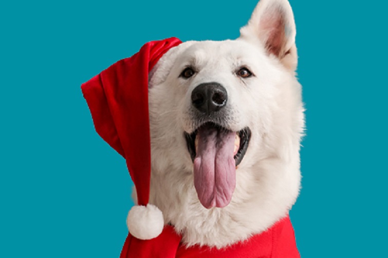 City of Gold Coast's Christmas in July @ Broadwater Parklands