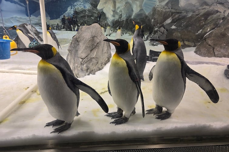 King penguins at Sea World.