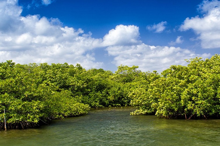World Mangrove Day at Osprey House
