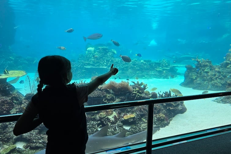 Girl pointing to fish in the aquarium at Sea World.