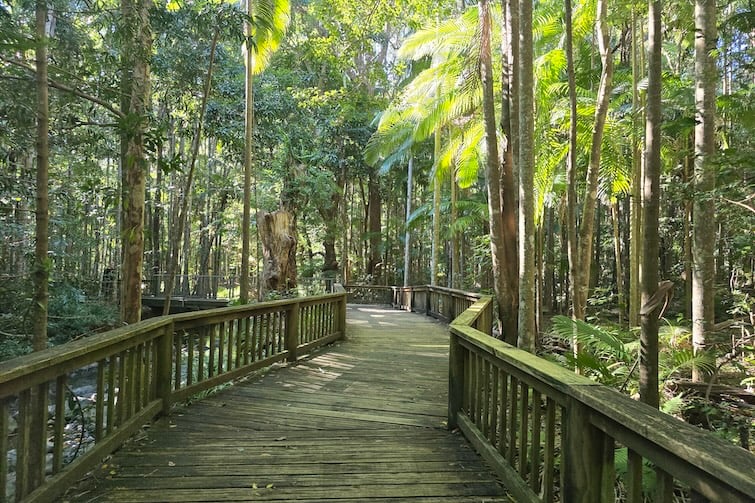 Boardwalk at Buderim Falls.