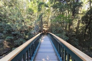 Arch bridge at Buderim Falls.