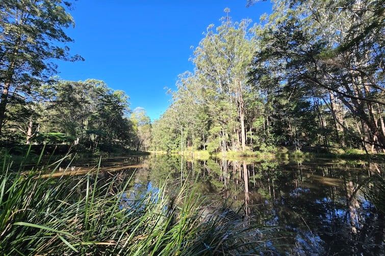 Creek at Maroochy Bushland Botanic Garden.