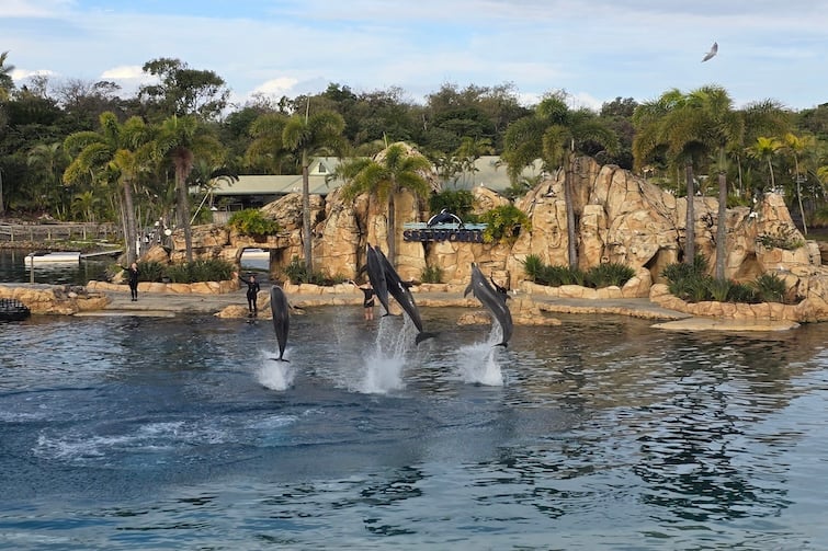 Four dolphins in the air at the Affinity Dolphin show at Sea World.