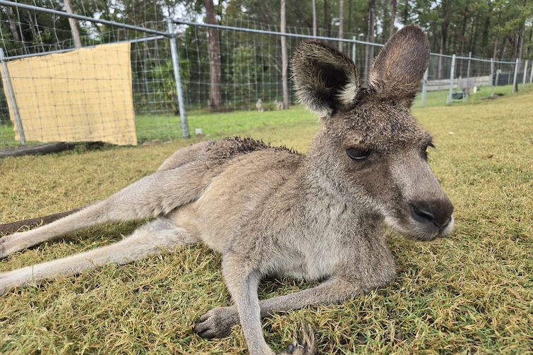 Kangaroo lying on the grass at Paradise Country.