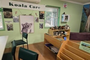 Koala care section in Kumbartcho Sanctuary Environment Centre.