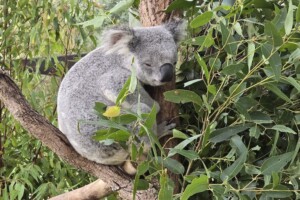 Koala in a tree at Paradise Country.