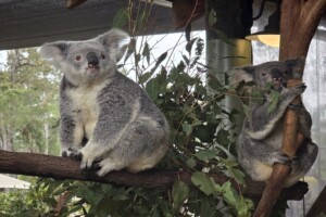 Two koalas on a branch at Paradise Country.