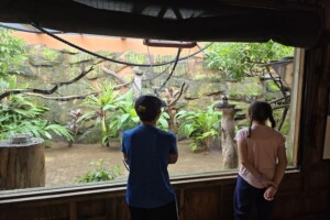 Two children looking at the marmoset enclosure at Paradise Country.