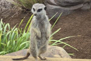 Meerkat at Paradise Country.