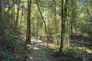 Cobbled stone pathway at Buderim Falls.