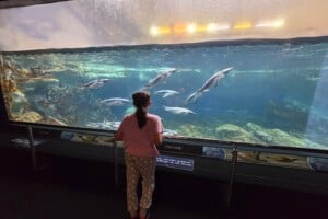 Girl looking at penguins in a tank at Sea World.