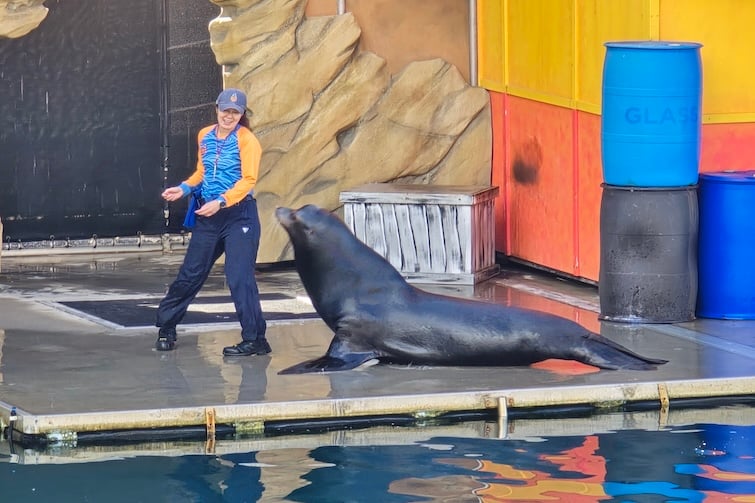 Seal on the stage at Sea World.