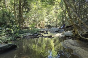Waterway at Buderim Falls.