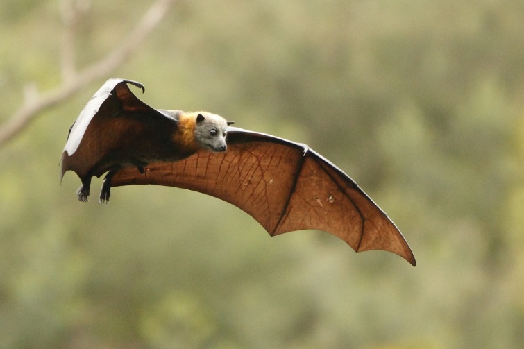 Kumbartcho Bat-tastic Holidays
