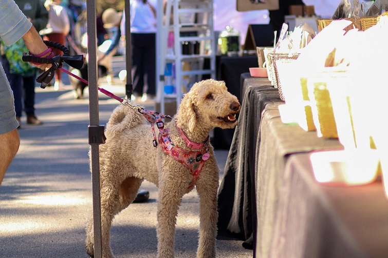 Pawgust Market 2026