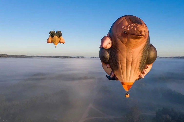 Skywhales Sunshine Coast