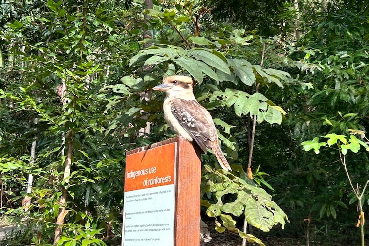 Kookaburra sitting atop a sign at Tamborine Mountain Botanic Gardens.