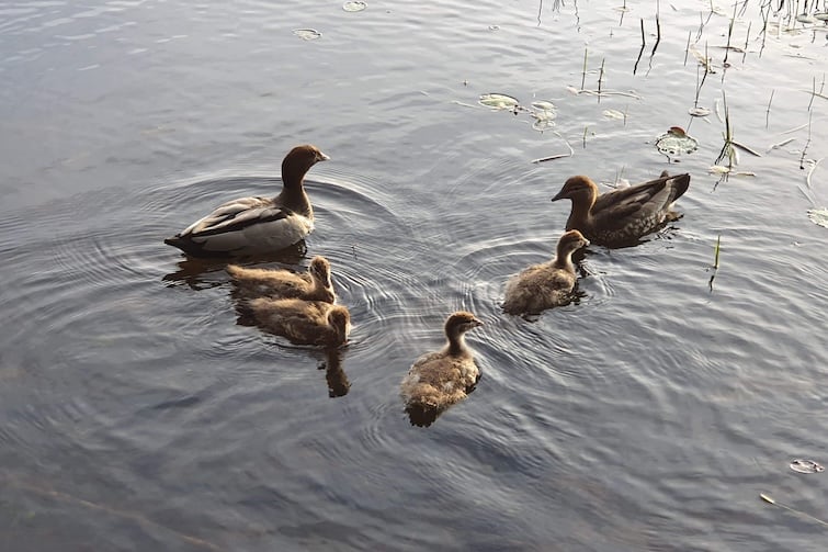 Two ducks and four ducklings swimming in lake.