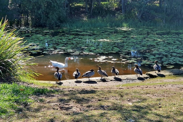 One white goose in the lake and seven ducks lined up on the side.