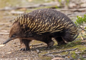 Echidna walking.