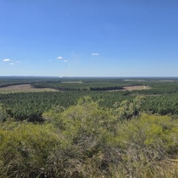 Views of a plantation from Wild Horse Mountain Lookout.