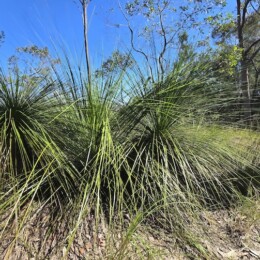 Grass tree at Wild Horse Mountain Lookout.