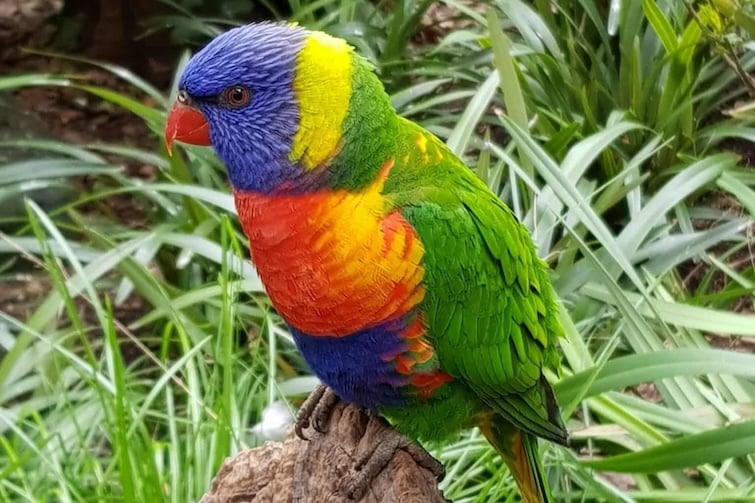 Rainbow lorikeet on a stump.
