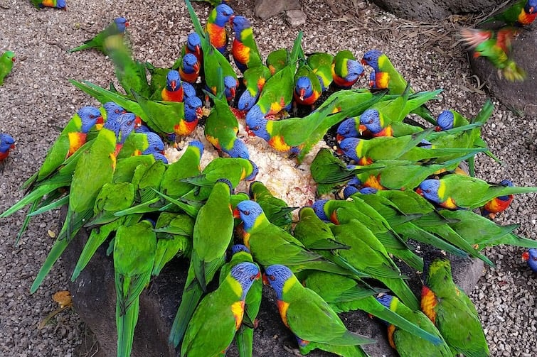 Group of rainbow lorikeets feeding.