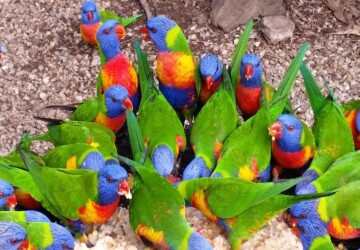 Group of rainbow lorikeets feeding.