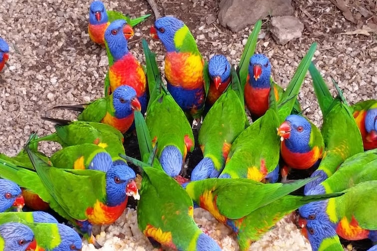 Group of rainbow lorikeets feeding.