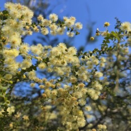 Wattle at Wild Horse Mountain Lookout.