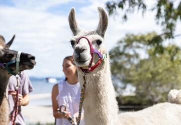llama at library