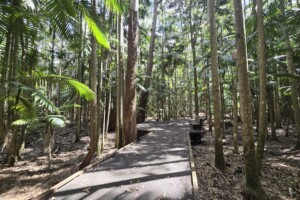 Boardwalk on the Piccabeen Walk at D'Aguilar National Park, Mt Mee.